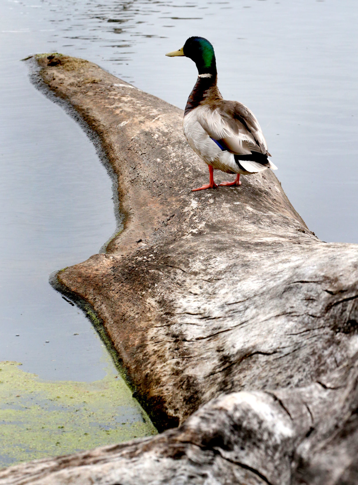 Wildlife in the La Crosse River marsh